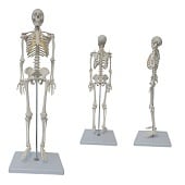 Anatomie model menselijk skelet, 85 cm