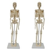 Anatomie model menselijk skelet, 45 cm (2 stuks)