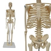 Anatomie model menselijk skelet, 45 cm