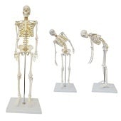 Anatomie model menselijk skelet met ruggenmergzenuwen, flexibel, 85 cm