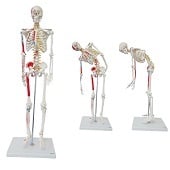 Anatomie model menselijk skelet met origo en insertie van spieren, flexibel, 85 cm