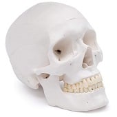 Anatomie model schedel (3-delig)
