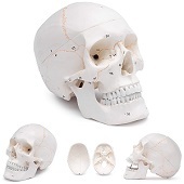 Anatomie model schedel, genummerd (3-delig)