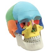 Anatomie model schedel (gekleurd, 3-delig)