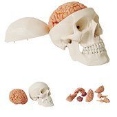 Anatomie model schedel met hersenen, 10-delig