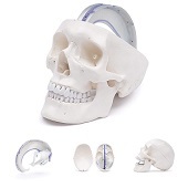 Anatomie model schedel met dura mater