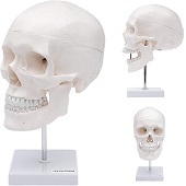 Anatomie model schedel op standaard (3-delig)