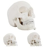 Anatomie model schedel met open onderkaak