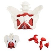 Anatomie model bekken, bekkenbodemspieren en organen, vrouw, 25x25x15 cm