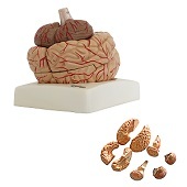 Anatomie model van de hersenen met bloedvaten, 8-delig
