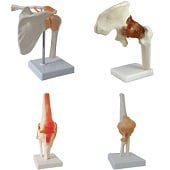 Anatomie model gewrichten (schouder, heup, knie, elleboog)