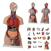Anatomie model torso met organen, tweeslachtig, 40-delig, 85 cm