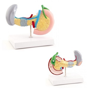 Anatomie model alvleesklier, milt en galblaas