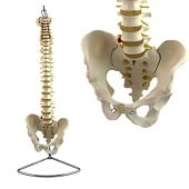 Anatomie model wervelkolom, flexibel, 83 cm