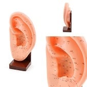 Acupunctuur / reflexzone model oor (8x13x24 cm)