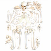 Anatomie model menselijk skelet, ongemonteerd