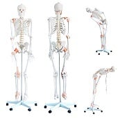 Anatomie model menselijk skelet met ligamenten (180 cm)