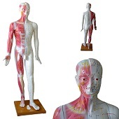 Acupunctuur en meridianen model (man, 178 cm)