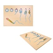 Anatomie model sperma ontwikkeling