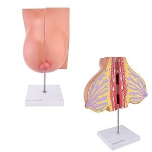 Anatomie model borst en borstvoeding