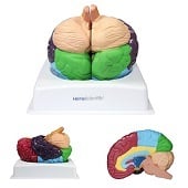 Anatomie model hersenen gebieden van Brodmann