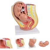 Anatomie model zwangerschap (40 weken)
