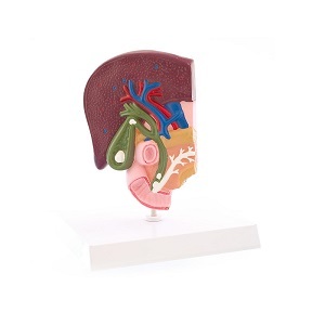 Anatomie model lever en galblaas met galstenen (16x9x19 cm)