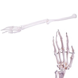Anatomie model armskelet en hand