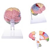 Anatomie model hersenen, 4-delig