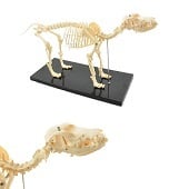 Anatomie model skelet van een hond (klein, 32x67x14 cm)