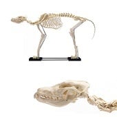 Anatomie model skelet van een hond (groot, 86x67x40 cm)