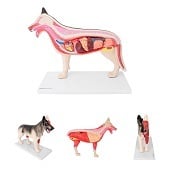 Anatomie model organen van een hond