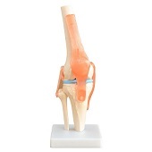 Anatomie model kniegewricht