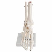 Anatomie model voetskelet met scheen- en kuitbeen