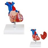 Anatomie model hart, 2-delig, 15x9x6 cm