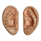 Acupunctuur / reflexzone modellen oor (links en rechts, 5x8 cm)