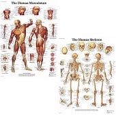 Anatomie poster spieren en skelet (Engels, gelamineerd 50x67 cm) + ophangsysteem