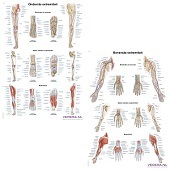 Anatomie posters bovenste en onderste extremiteit (Nederlands/Latijn, papier, 50x70 cm) + ophangsysteem