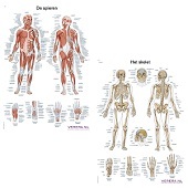 Anatomie posters spieren en skelet (Nederlands/Latijn, papier, 50x70 cm) + ophangsysteem