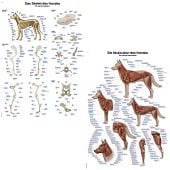 Anatomie posters skelet en spieren hond (papier, 50x70 cm) + ophangsysteem