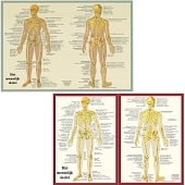 Anatomie poster skelet (Nederlands, gelamineerd, A2 + A4)
