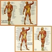 Anatomie poster spieren (Nederlands, gelamineerd, A2 + A4)