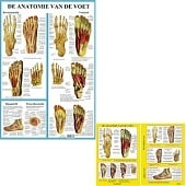 Anatomie poster voetskelet en voetspieren (Nederlands, gelamineerd, A2 + A4)