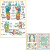 Anatomie poster voetreflexologie (Nederlands, gelamineerd, A2 + A4) + ophangsysteem
