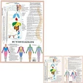 Anatomie poster vegetatief zenuwstelsel (Nederlands, gelamineerd, A2 + A4)