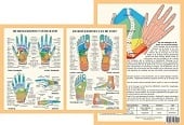 Anatomie poster hand- en voetreflexologie (Nederlands, gelamineerd, A4)