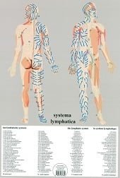 Anatomie poster lymfe (Nederlands, gelamineerd, A2) + ophangsysteem