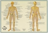 Anatomie poster skelet (Nederlands, gelamineerd, A2)