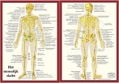 Anatomie poster skelet (Nederlands, gelamineerd, A4)
