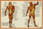 Anatomie poster spieren (Nederlands, gelamineerd, A2)
